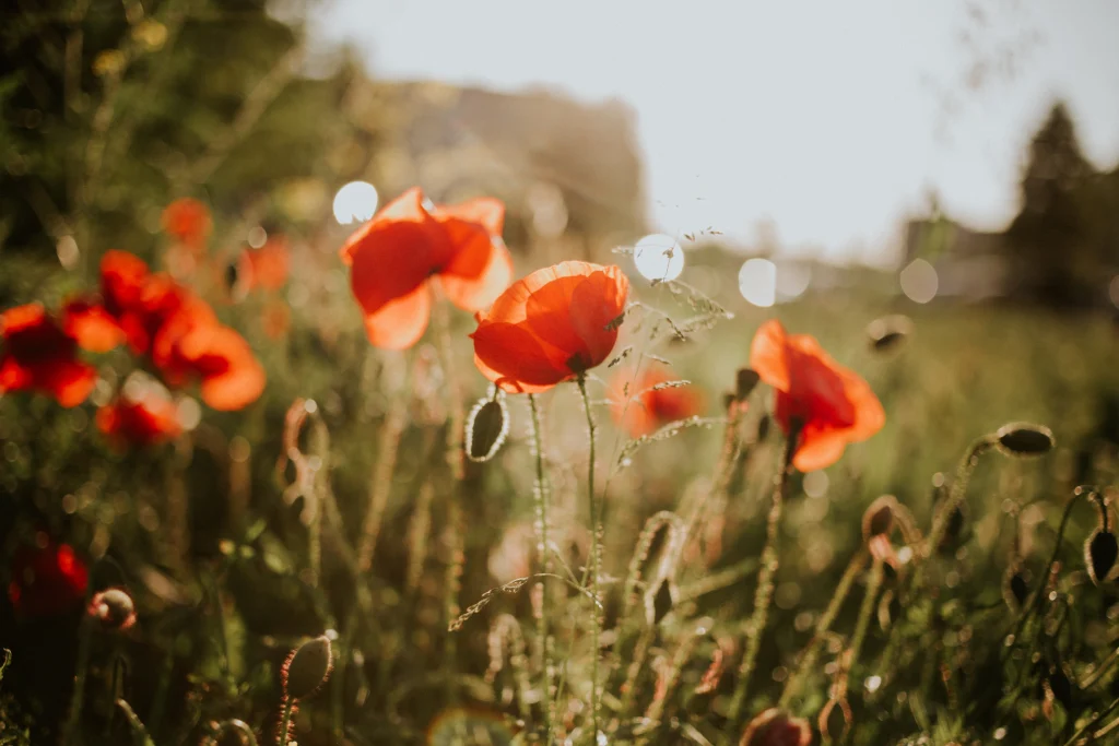 flowers in a field