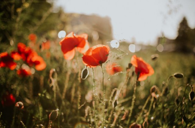 flowers in a field